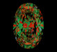 2.51ct Oval F VS2 Natural Diamond ASET image