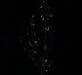 2.01ct Oval I VS1 Natural Diamond fluorescence image