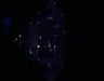 2.50ct Round J VVS2 Natural Diamond fluorescence image